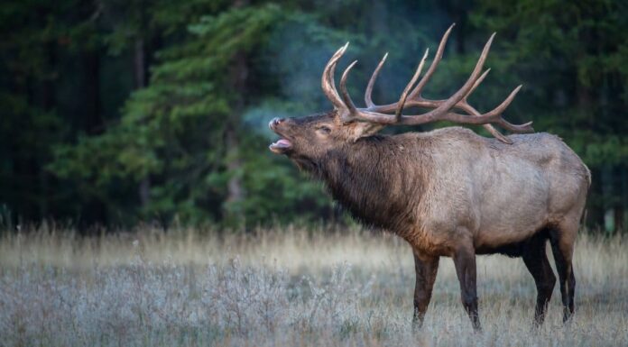 Scopri l'alce più grande del mondo
