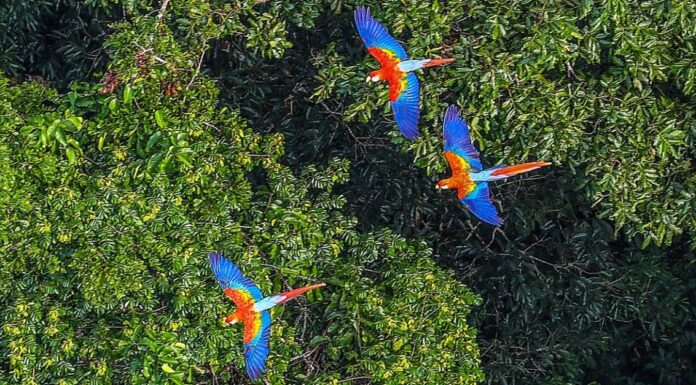 Scopri l'ara più grande del mondo
