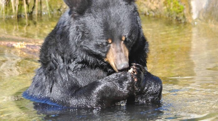 Scopri l'orso più grande mai catturato nello Utah 
