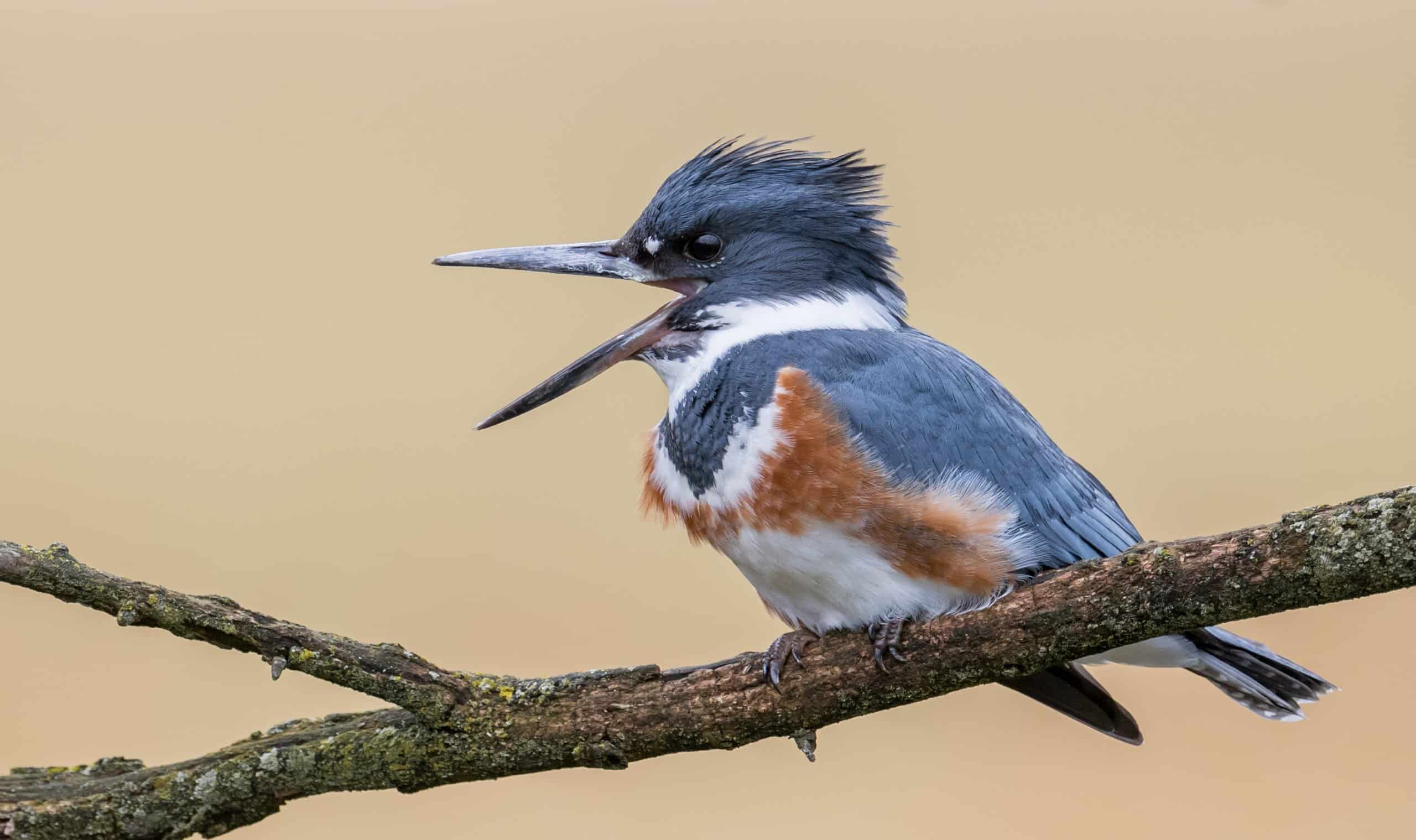 Scopri tutti i tipi di uccelli blu in Colorado