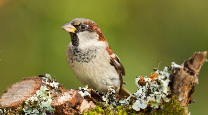 Scopri tutti i tipi di uccelli del mondo

