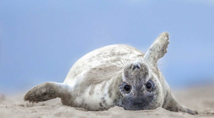 Sea Dog e Pet Dog giocano come migliori amici nell'acqua
