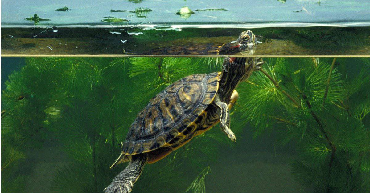 What do red eared sliders eat - baby red eared slider