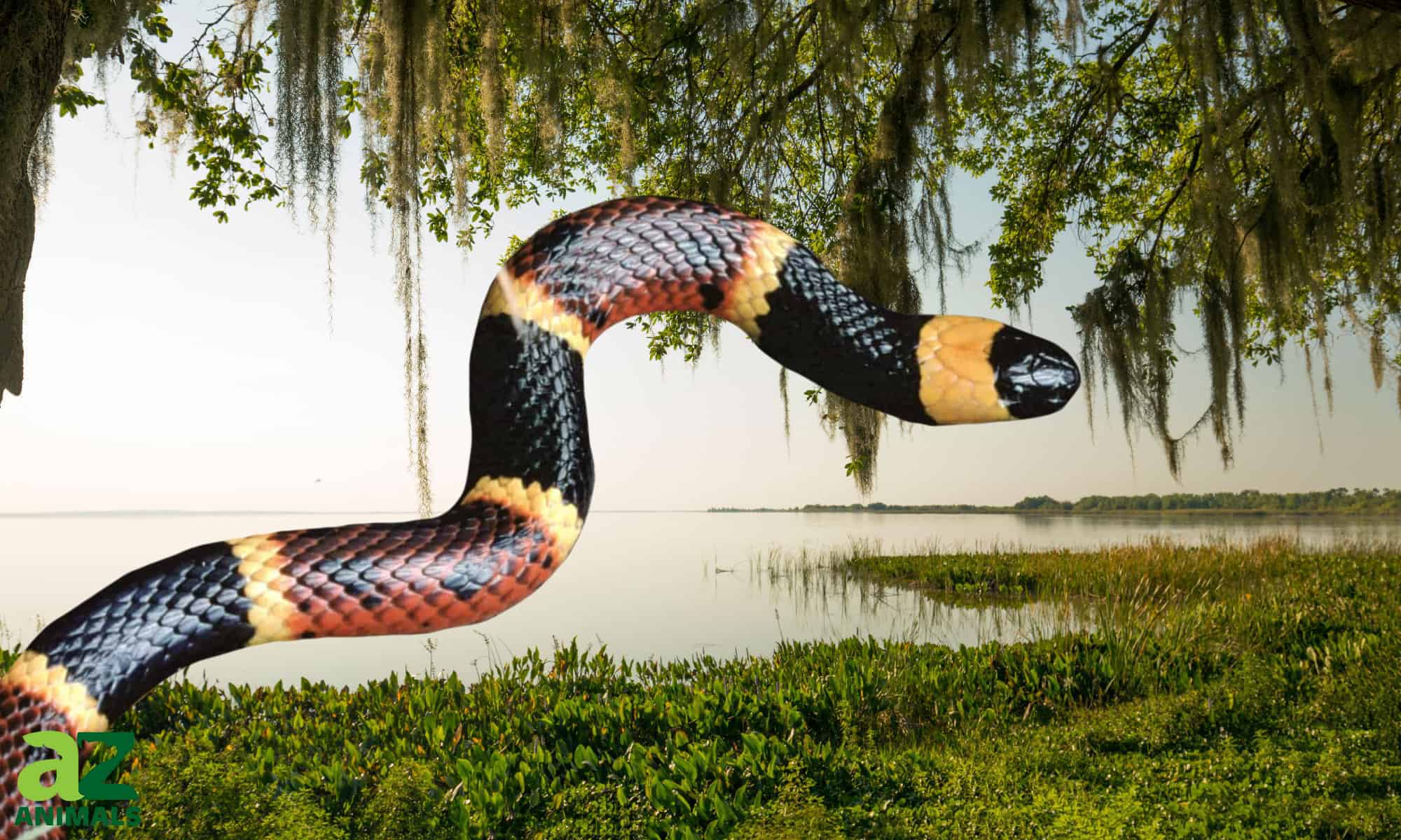 Serpenti corallo in Florida