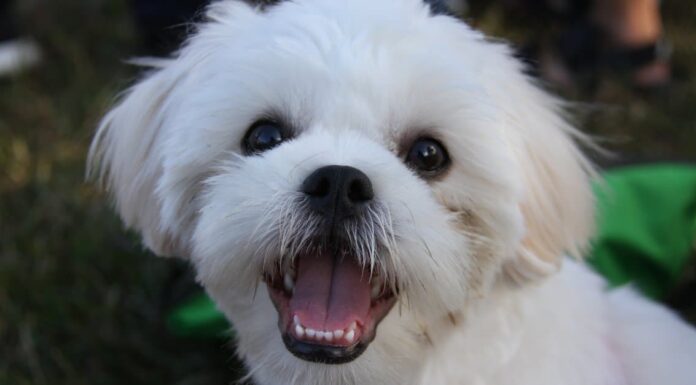 Close-up of a Maltese Shih Tzu
