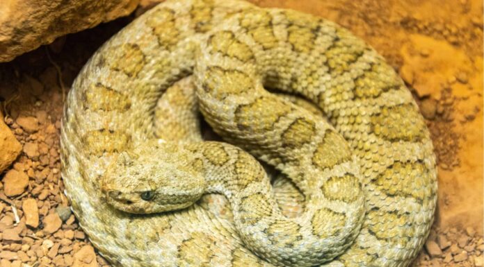 Snake Phobia: qual è la paura dei serpenti e perché così tante persone ce l'hanno?
