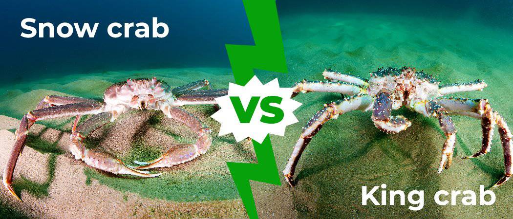 Snow Crab vs King Crab: 4 differenze chiave spiegate