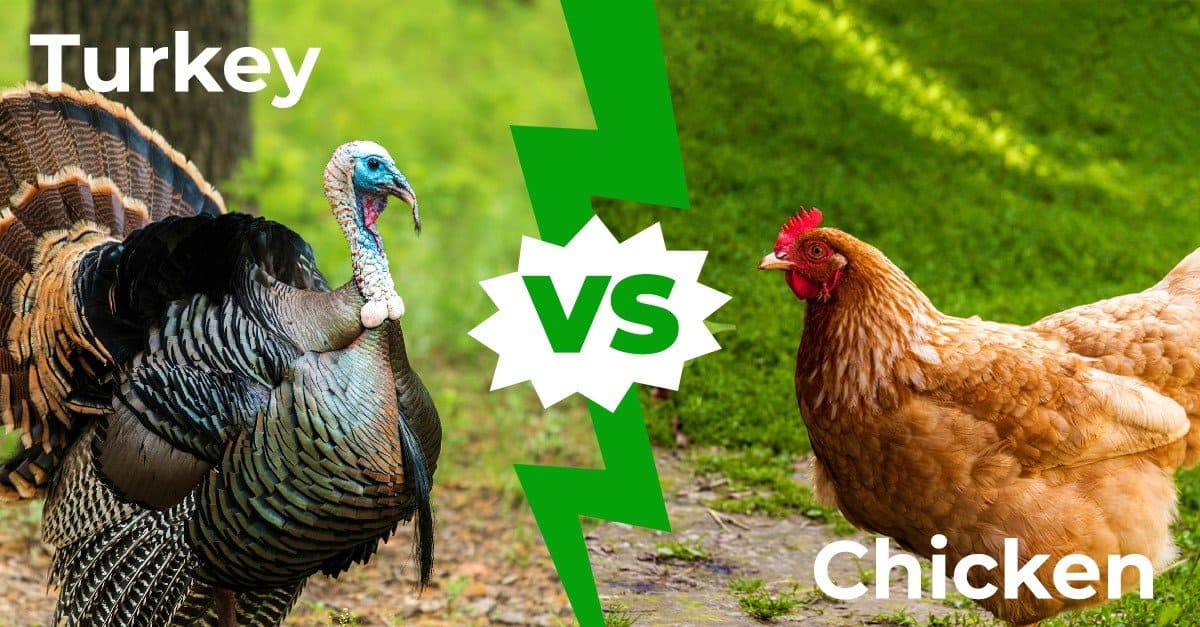 Tacchino vs pollo: spiegate le 7 differenze principali