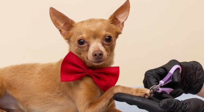 Taglia in modo sicuro le unghie di un cane senza essere morso (o causare danni)
