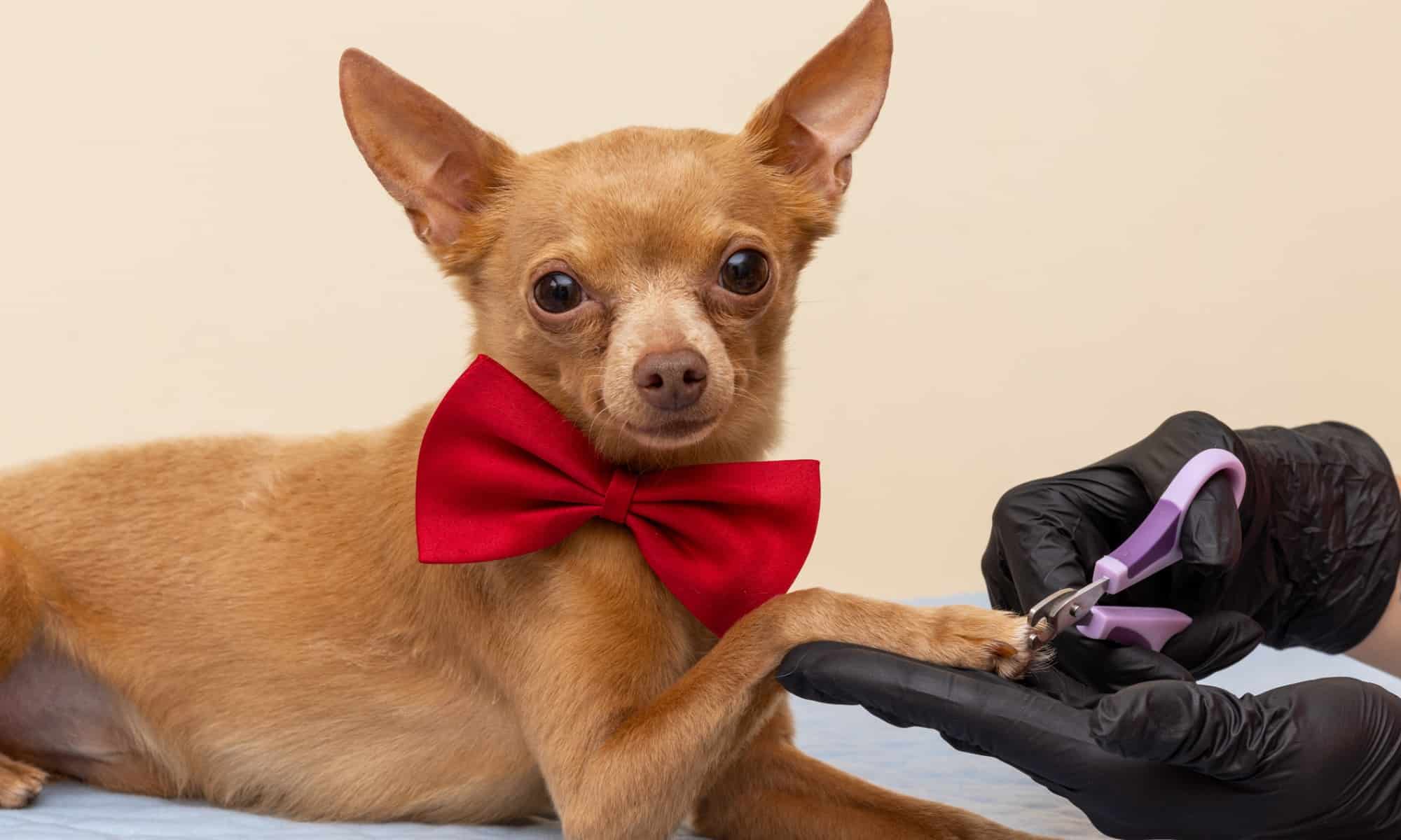 Taglia in modo sicuro le unghie di un cane senza essere morso (o causare danni)