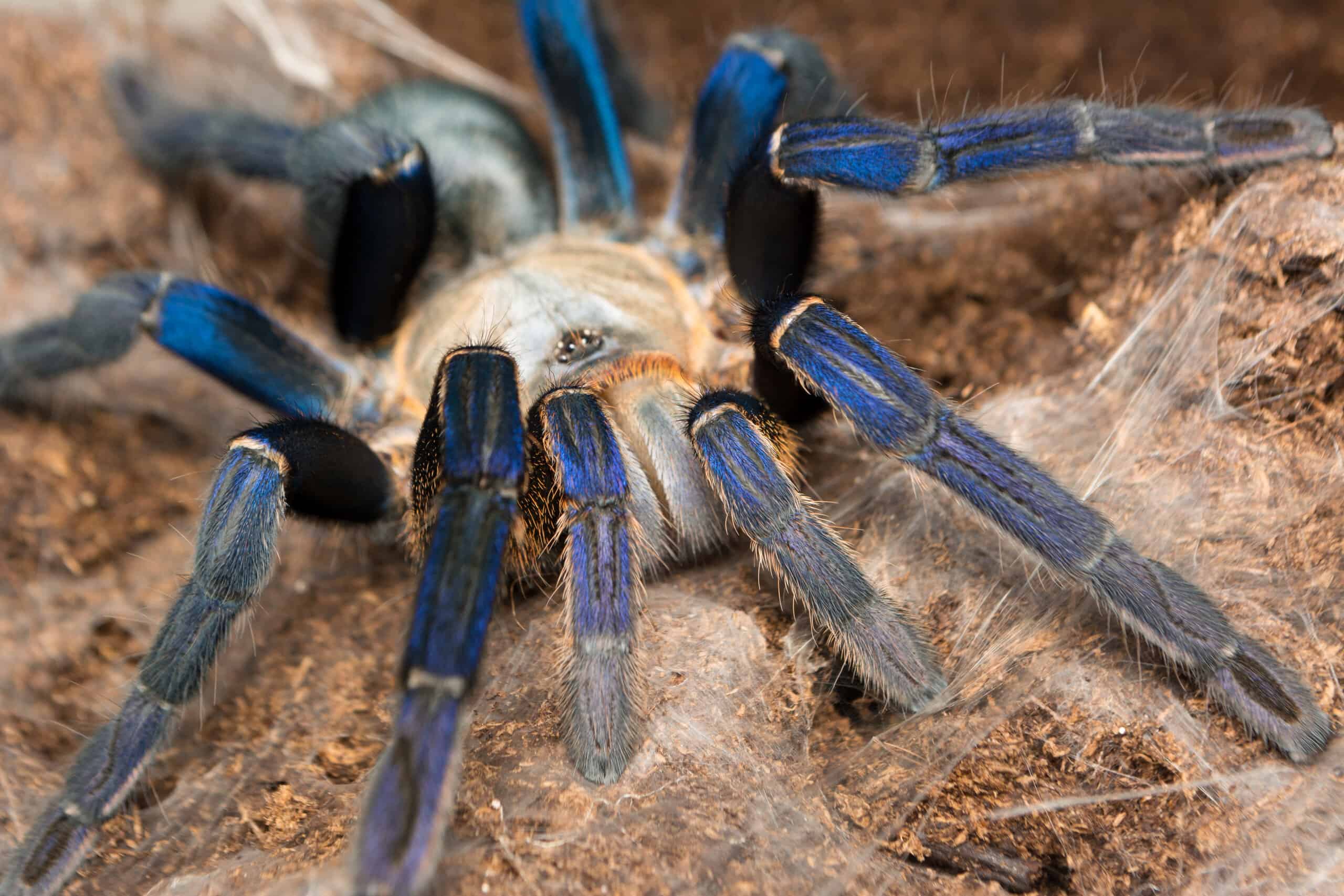 Tarantula Habitat: dove vivono le tarantole?