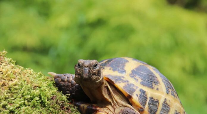 Tartaruga greca contro tartaruga russa
