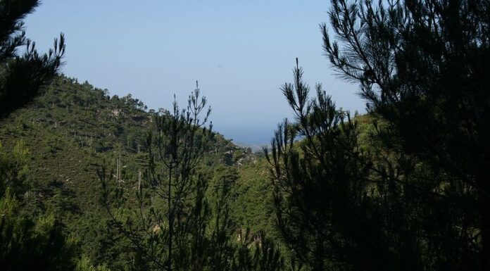  Techny Arborvitae vs.  Verde smeraldo
