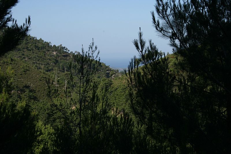 Techny Arborvitae vs.  Verde smeraldo