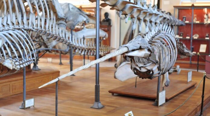 Narwhal, male Monodon monoceros swimming in the ocean