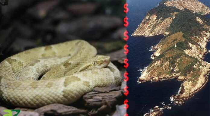 The $ 30.000 Snake: perché i pirati moderni rischiano la morte per intrufolarsi su 