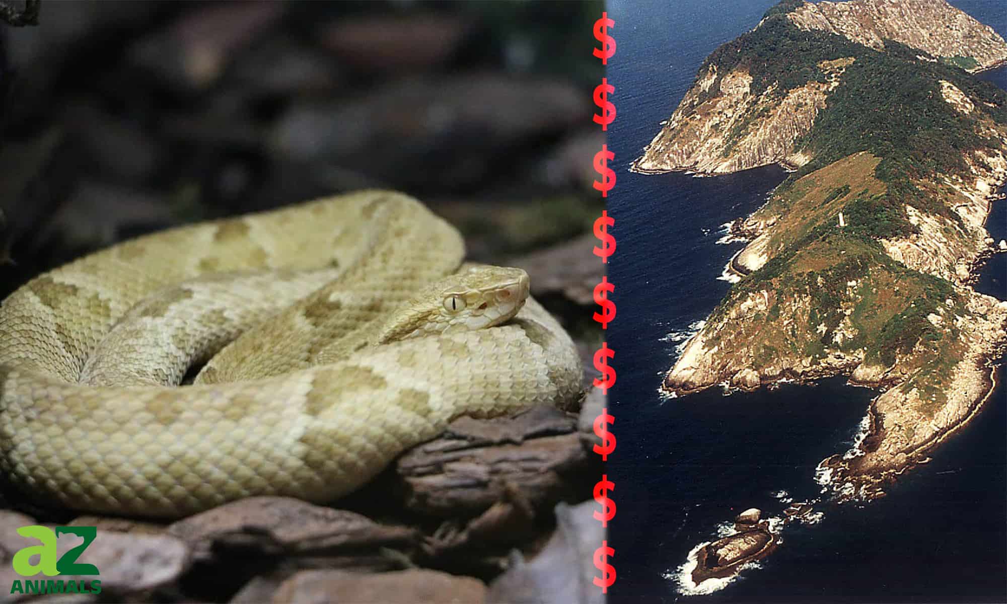 The $ 30.000 Snake: perché i pirati moderni rischiano la morte per intrufolarsi su "Snake Island"