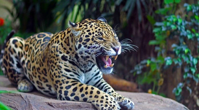 Tipi di gatti Jaguar
