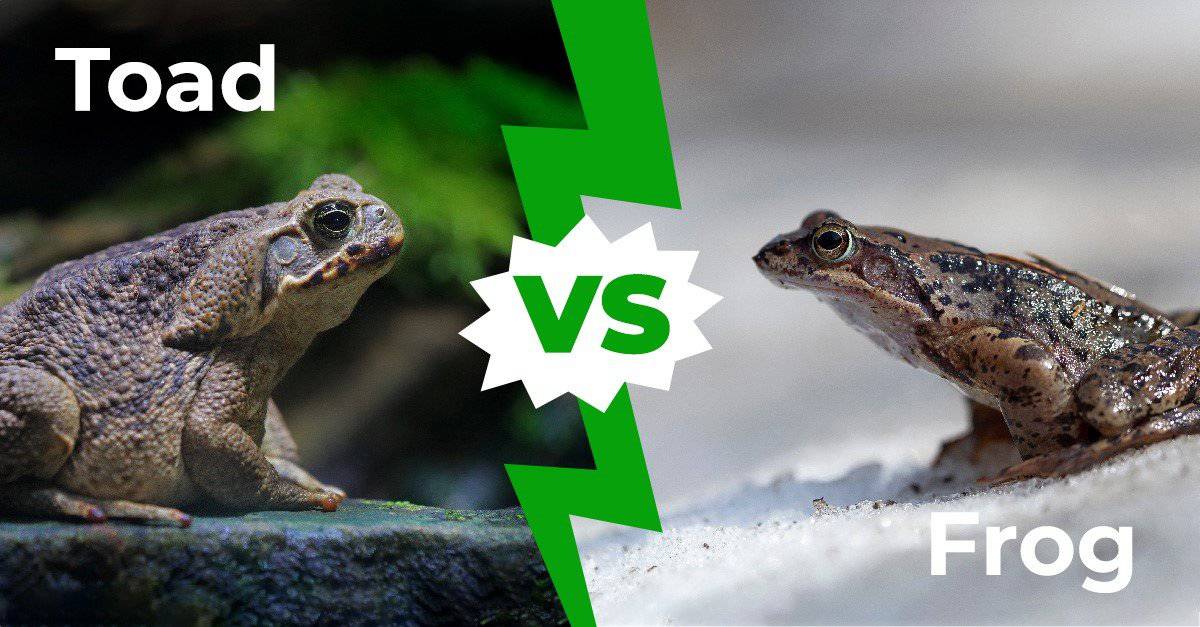Toad vs Frog: le sei differenze chiave spiegate