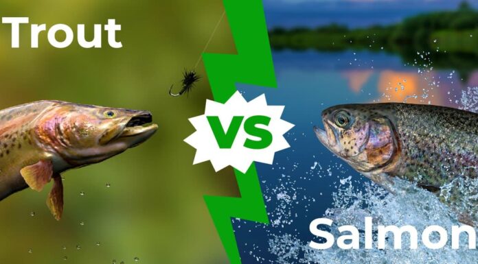 Trota contro salmone: le principali differenze spiegate
