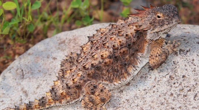 lizards with spikes bearded dragon
