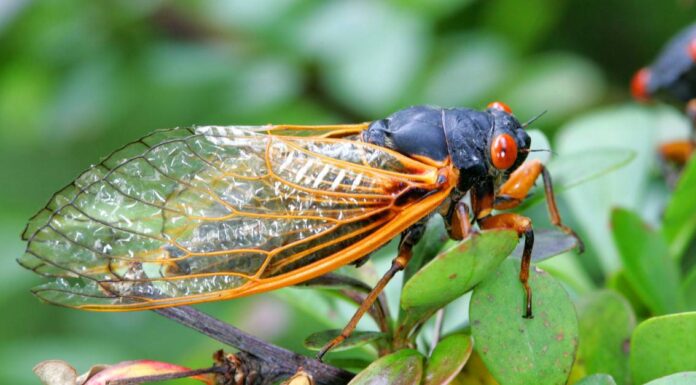 Tutto ciò che devi sapere sulle cicale 2021
