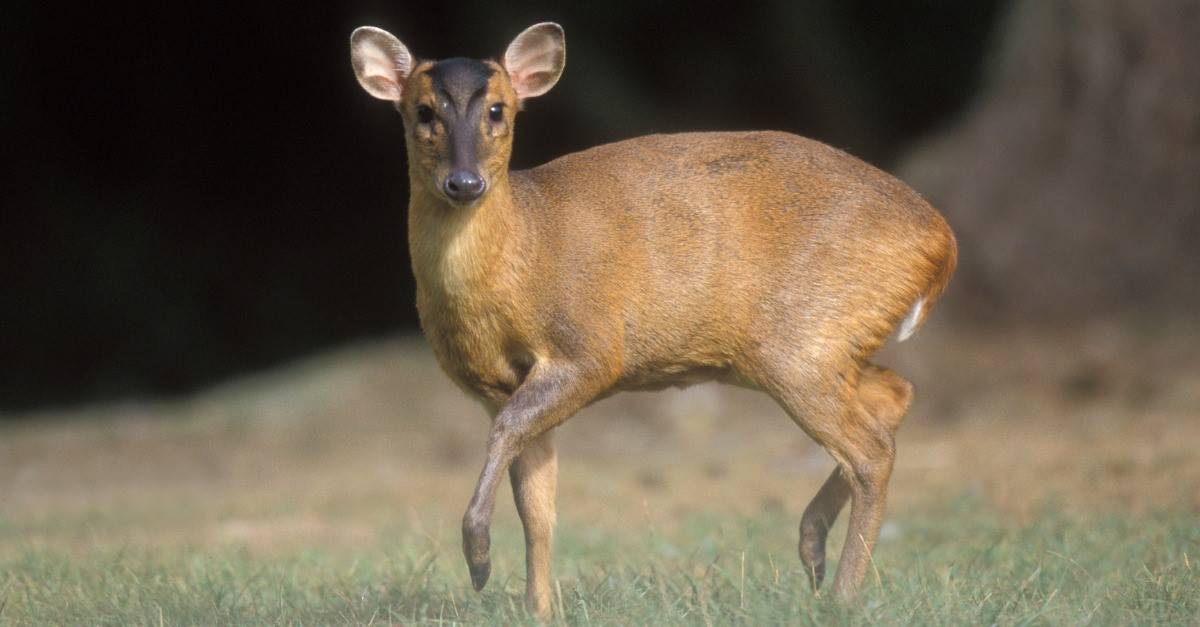 Tutto quello che vuoi sapere sulle ghiandole profumate del viso di cervo Muntjac