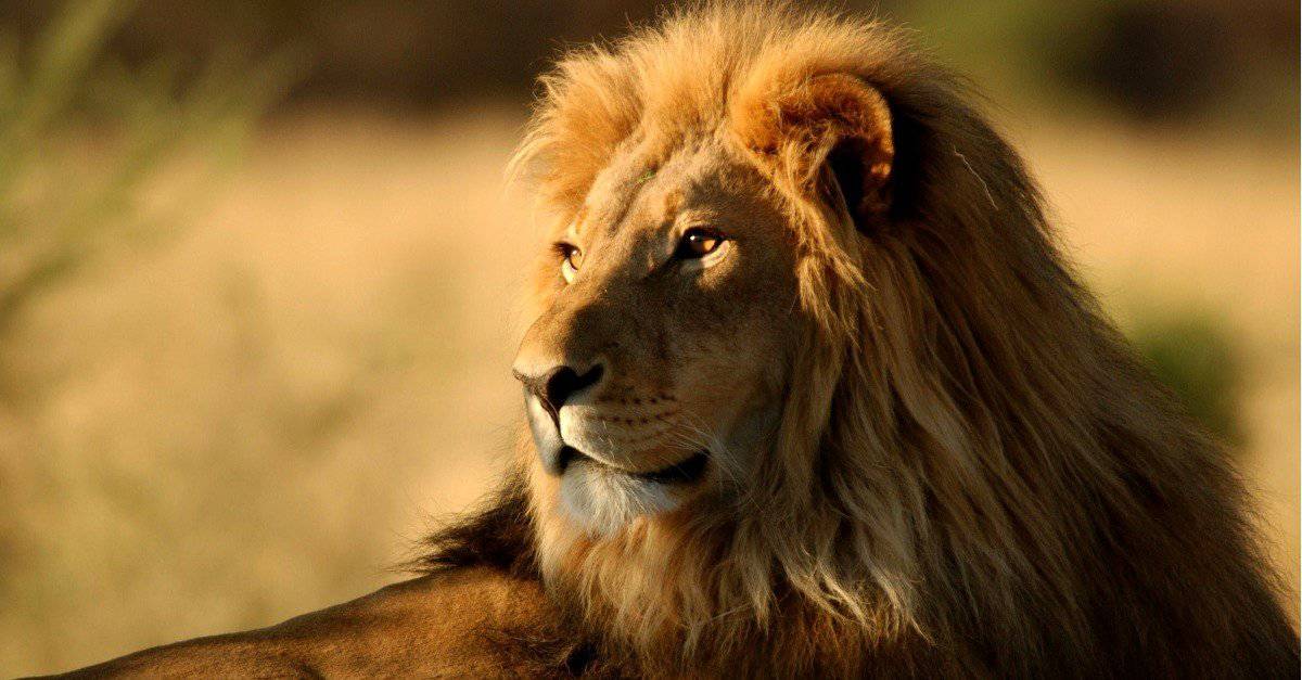 Uno scontro tra due branchi di leoni finisce quando compare questo mostro