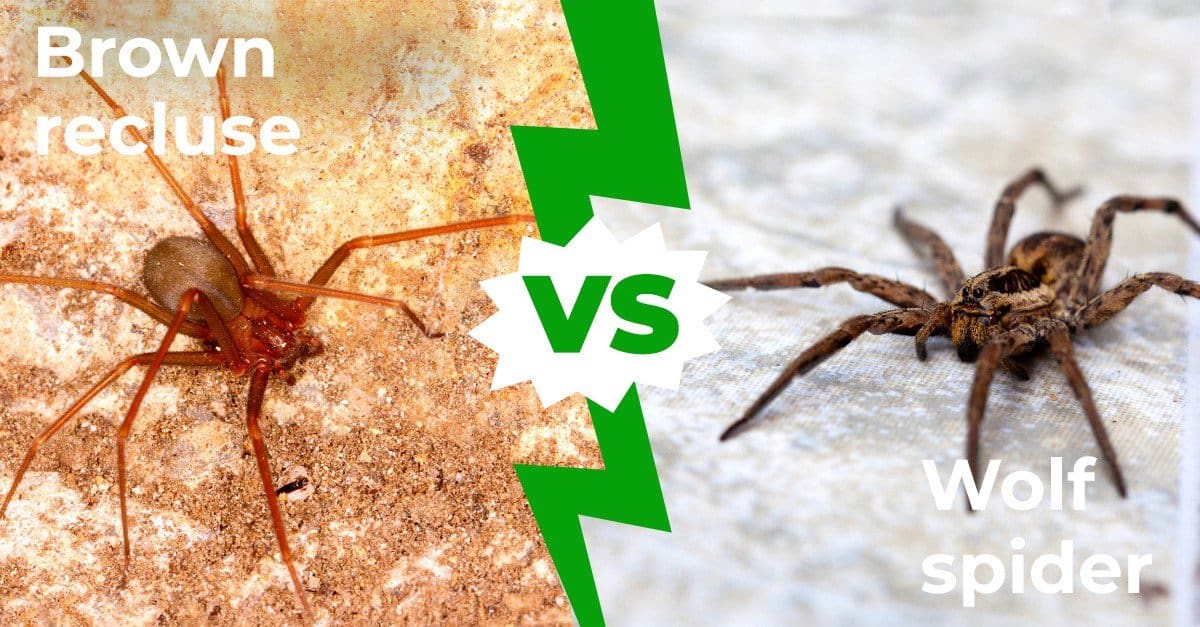 Wolf Spider vs Brown Recluse: spiegate cinque differenze principali