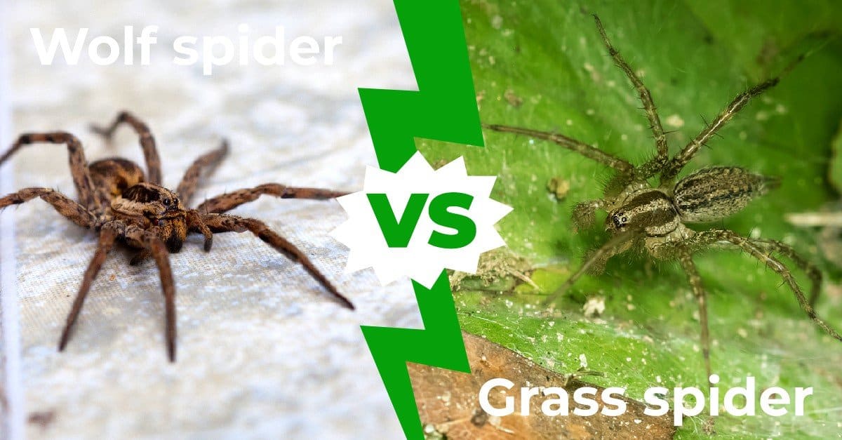 Wolf Spider vs Grass Spider: 9 differenze chiave spiegate
