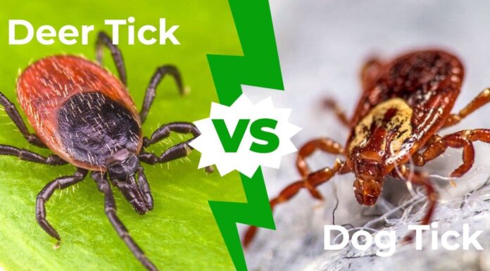 Zecca di cervo contro zecca di cane

