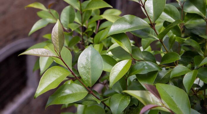 10 grandi alberi nativi della Carolina del Nord
