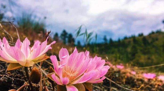 Lewisia rediviva or Bitterroot
