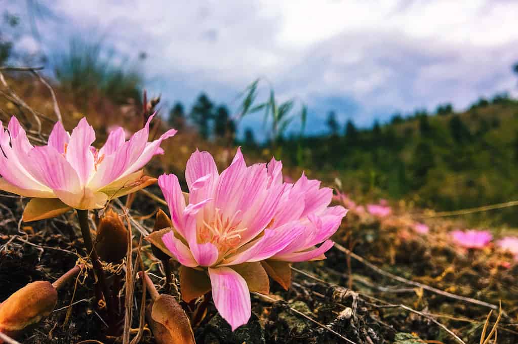 Lewisia rediviva or Bitterroot