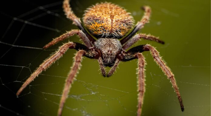 Hacklemesh weaver - Close Up 