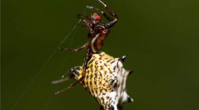 black lace weaver spider - on black background