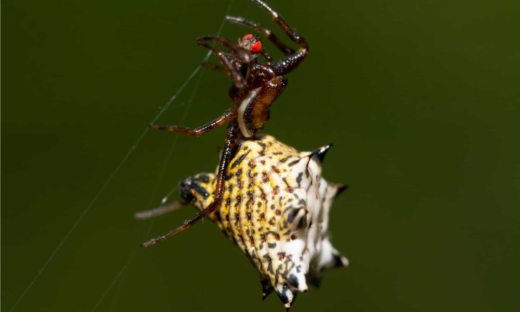 black lace weaver spider - on black background