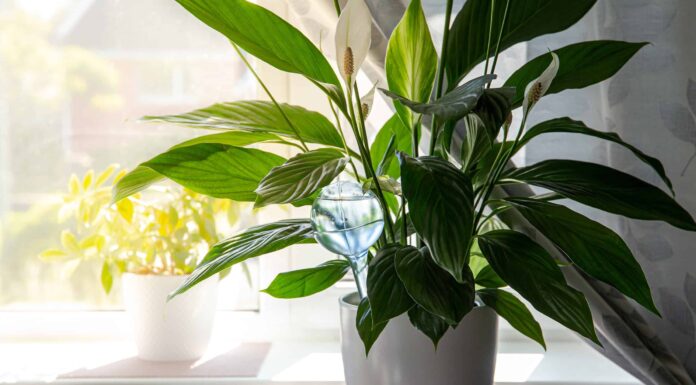14 Benefici di Peace Lily e altri fatti
