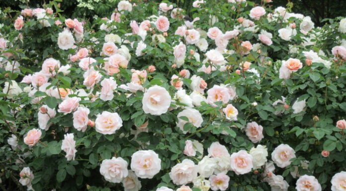 14 Tipi Di Rose Floribunda Uniche
