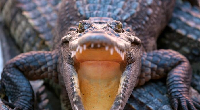 Potrebbe un essere umano disarmato battere un coccodrillo?
