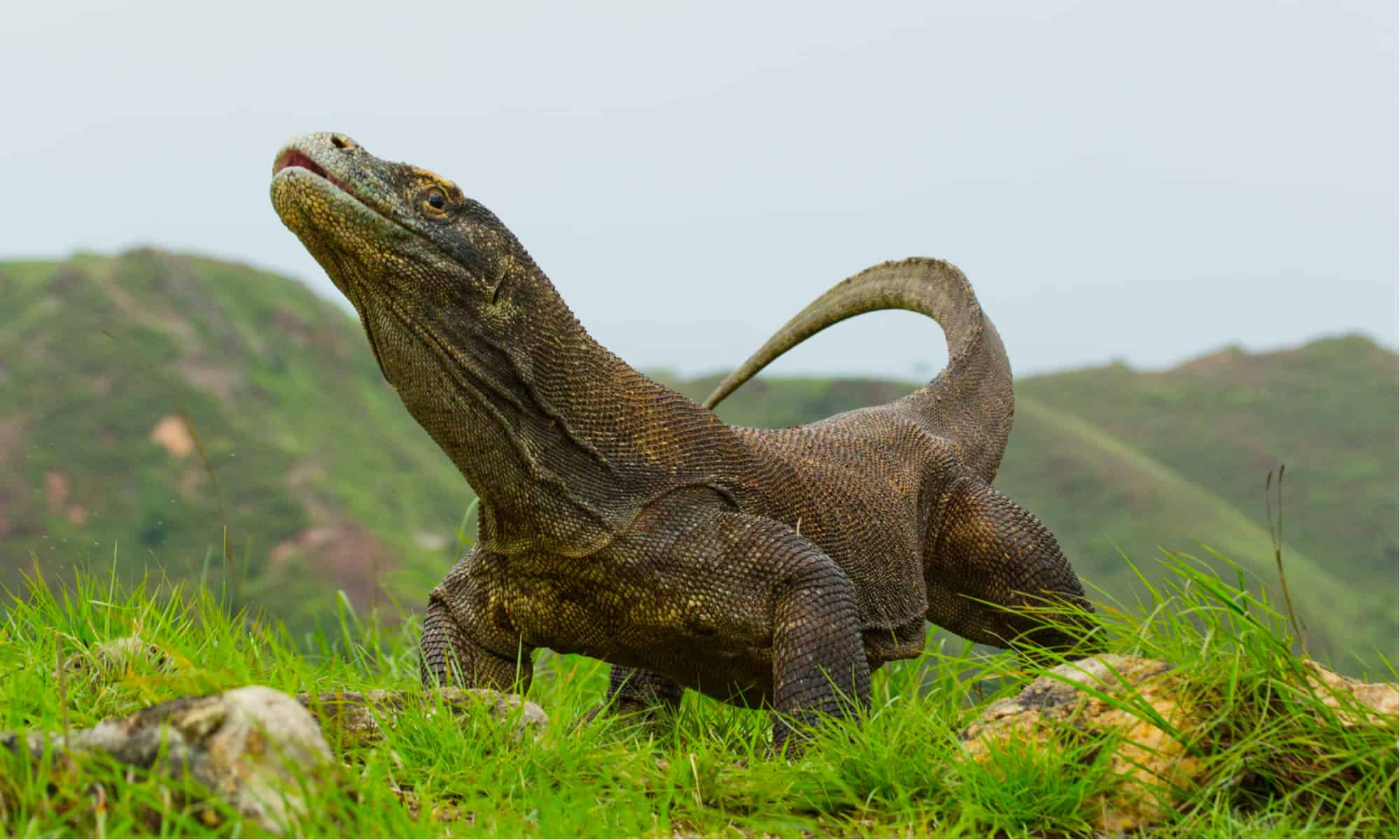 Guarda un coccodrillo che tenta di uccidere un drago di Komodo