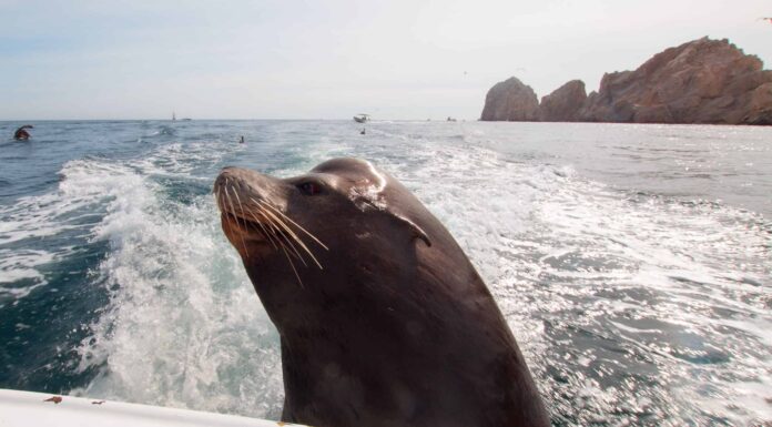 Feisty Seal segue i turisti sulla loro barca come se fossero lì

