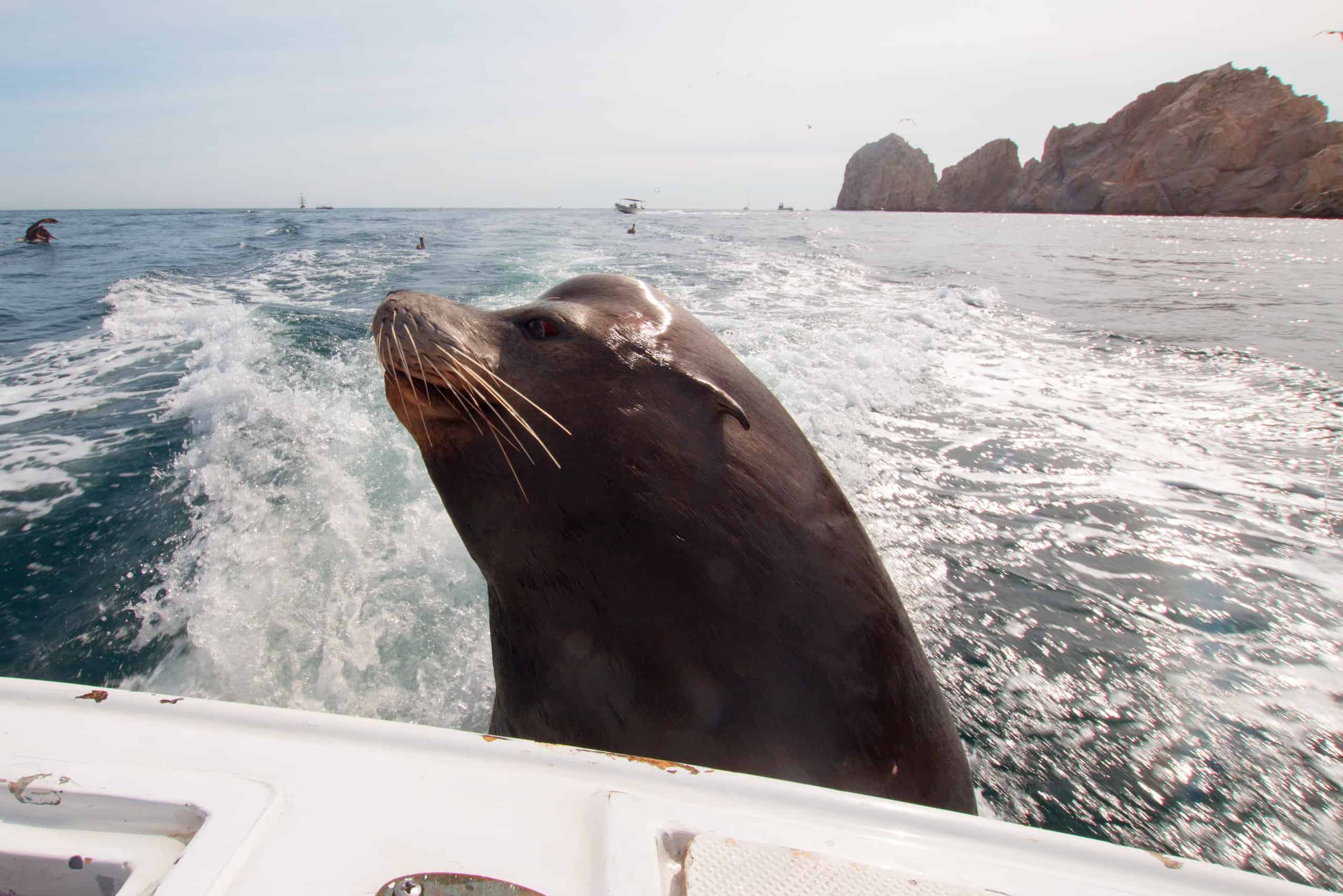 Feisty Seal segue i turisti sulla loro barca come se fossero lì