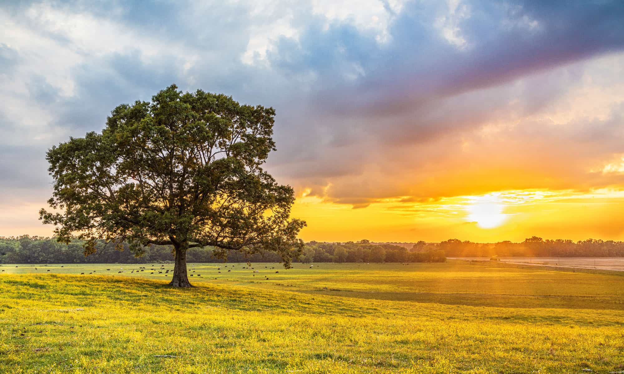 Incontra i più grandi proprietari terrieri del Mississippi