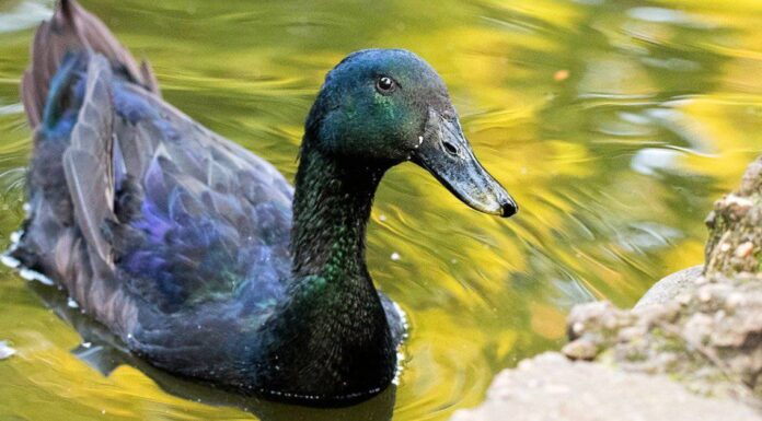 Anatra Cayuga maschio contro femmina
