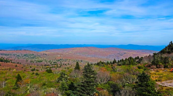 Stagione dei cervi in ​​​​Virginia: tutto ciò che devi sapere per essere preparato
