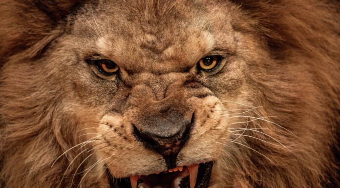 Questa rissa tra leoni da vicino è intensa
