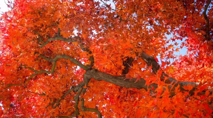 Autunno Fiesta Sugar Maple contro Autunno Blaze Maple Tree
