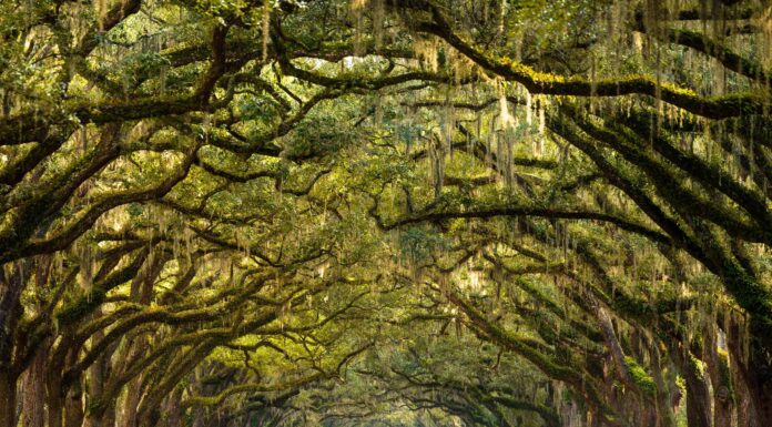 Laurel Oak contro Live Oak
