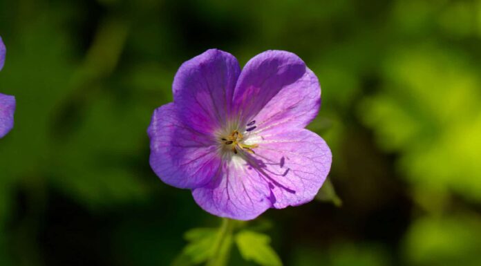 Agricultural Field, Beauty, Blossom, Botany, Close-up